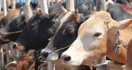 মেরাদিয়ায় কোরবানির পশুর হাট বসানো যাবে না: হাইকোর্ট