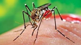 ডেঙ্গুর প্রাদুর্ভাব বাড়ছে